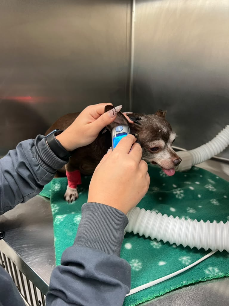 Spay and Neuter