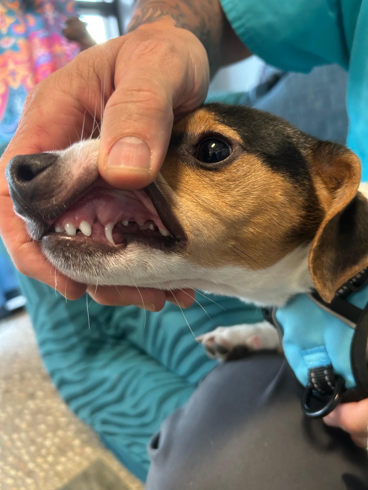 pet dental care