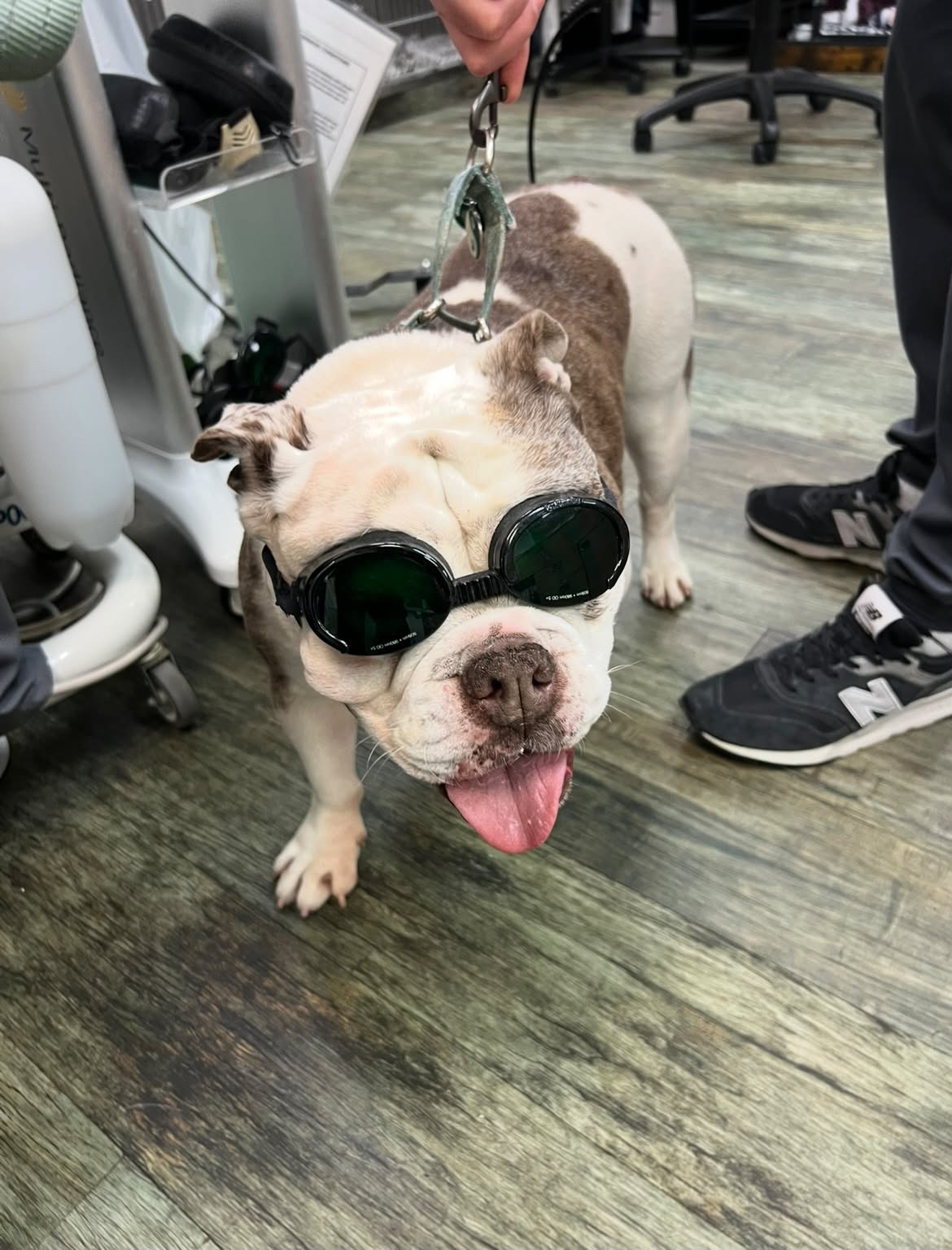 pet Laser Therapy