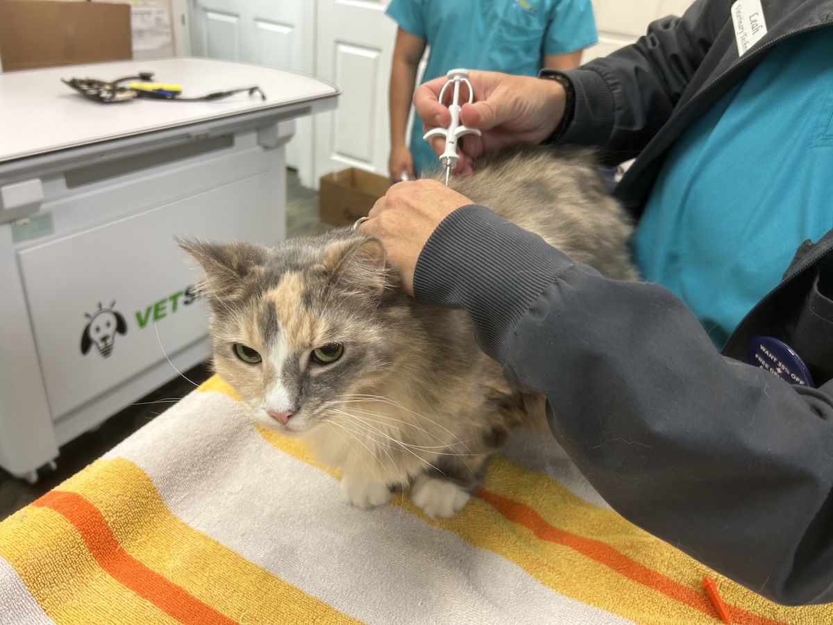 microchipping