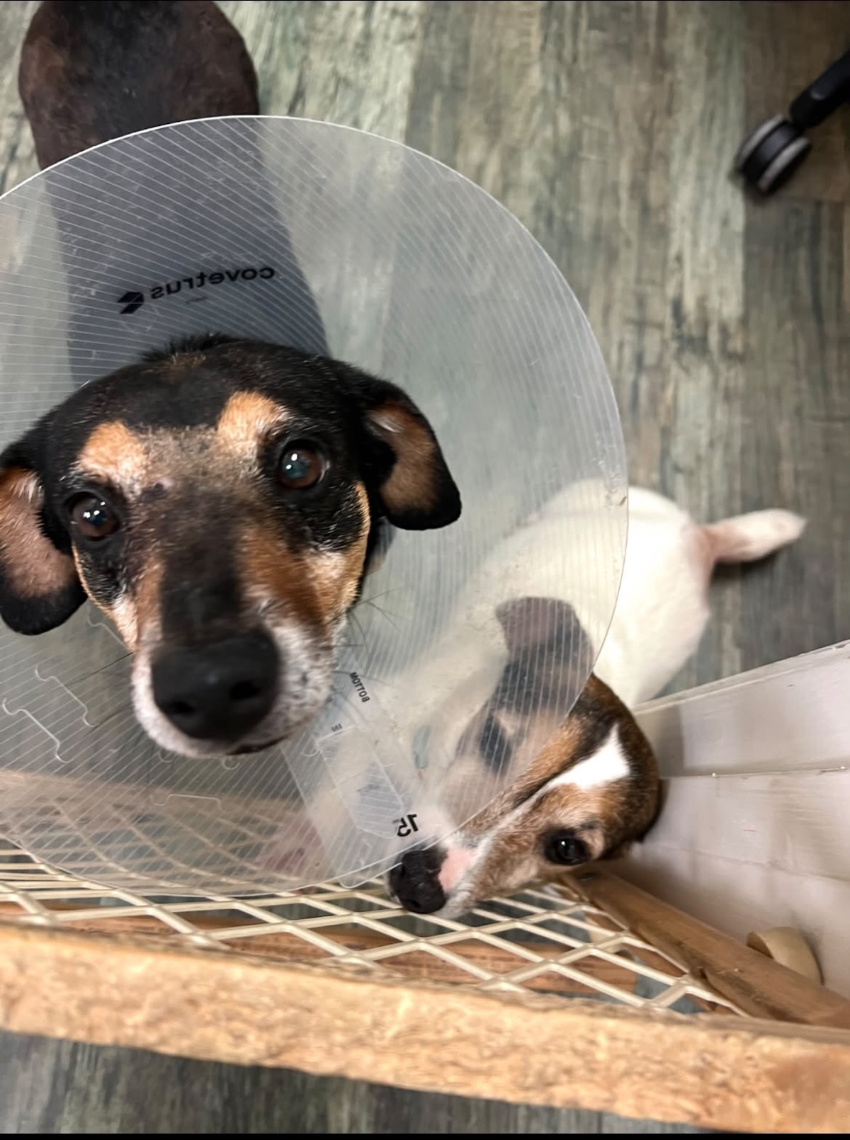 pet surgery 