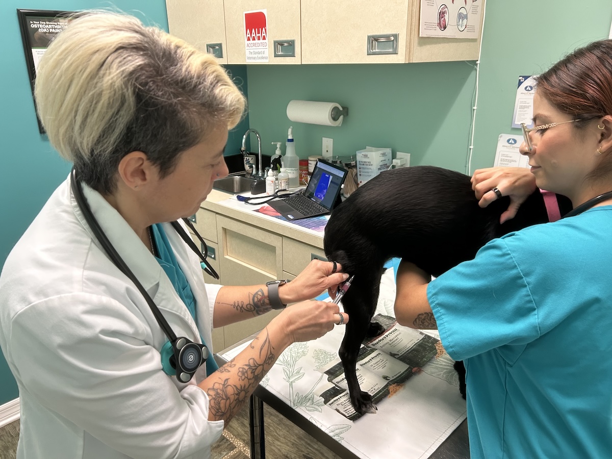 pet vaccination