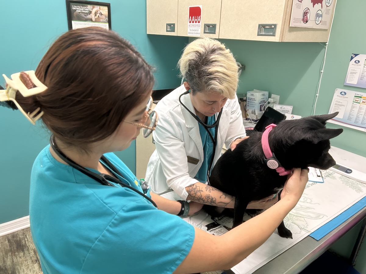 pet wellness