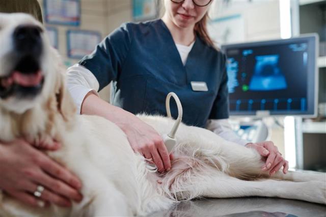 Ultrasound