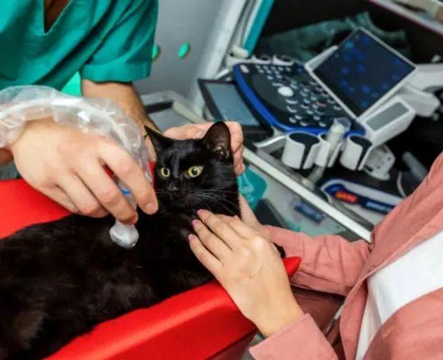 Echocardiogram