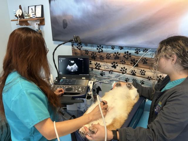 Ultrasound